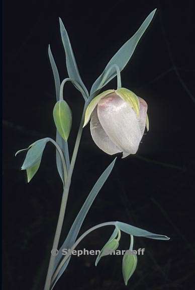 calochortus albus 3 graphic